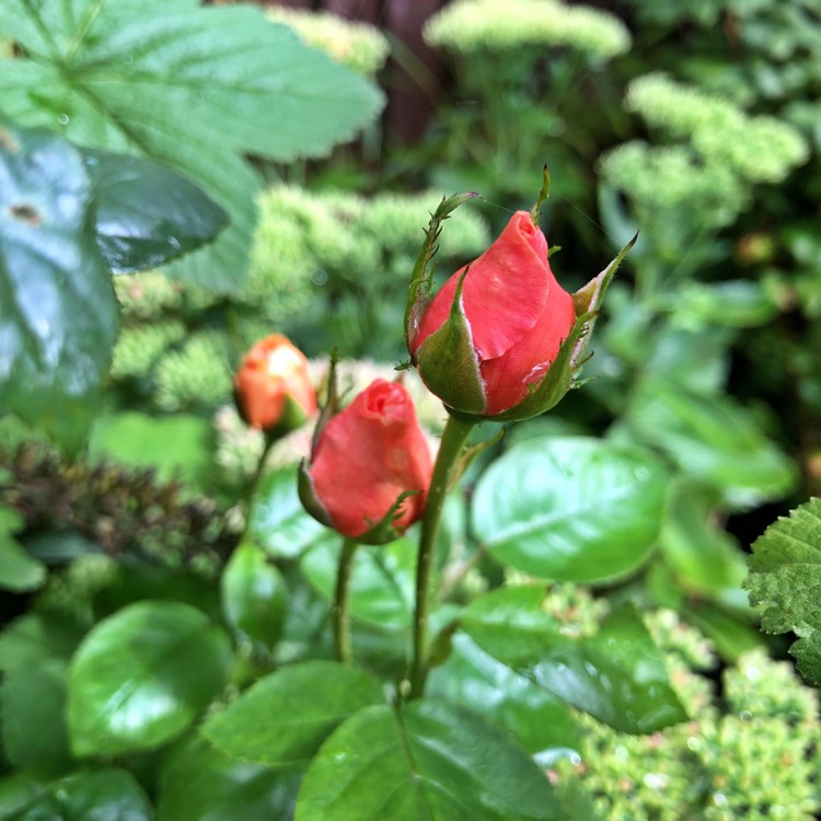 Plant image Rosa 'Chewalibaba' syn. Rosa 'Ali Baba', Rosa 'Sunset Glow', Rosa 'Schloss Bad Homburg', Rosa 'Alibaba'