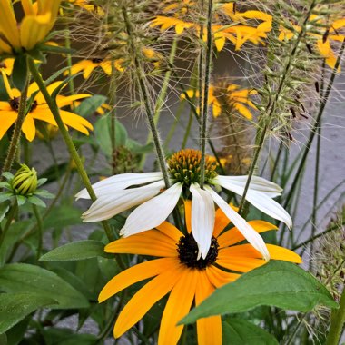 Echinacea purpurea 'Lucky Star'