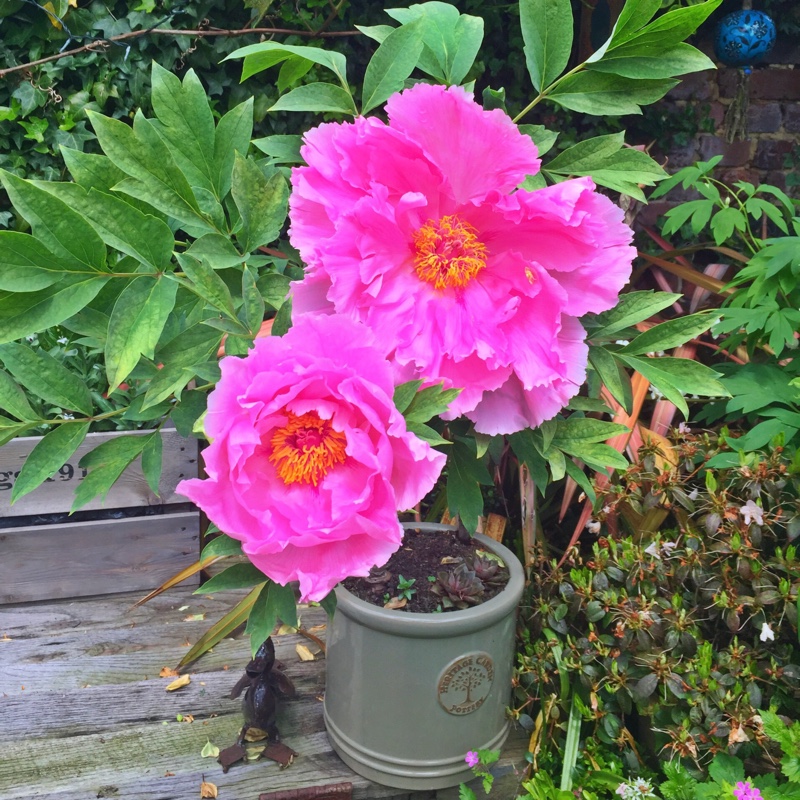 plant image 83949