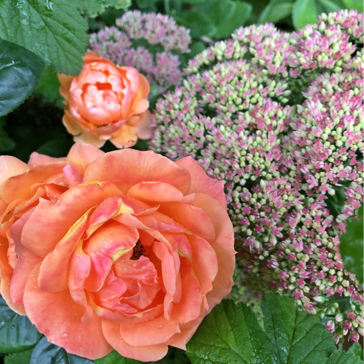 plant image 839827