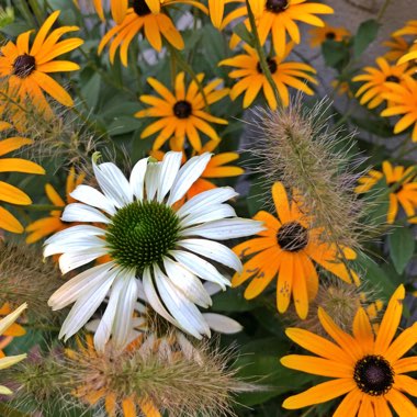 Echinacea purpurea 'Lucky Star'