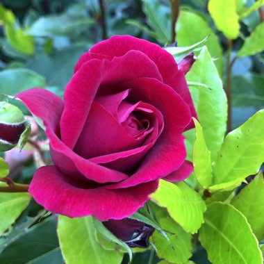 Rosa 'Ruby Wedding'