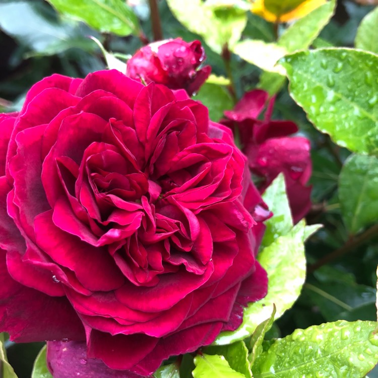 Plant image Rosa 'Wekvaldaom' syn. Rosa 'Lady In Red'