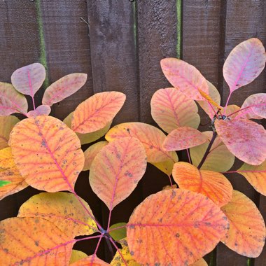 Cotinus 'Ruby Glow'