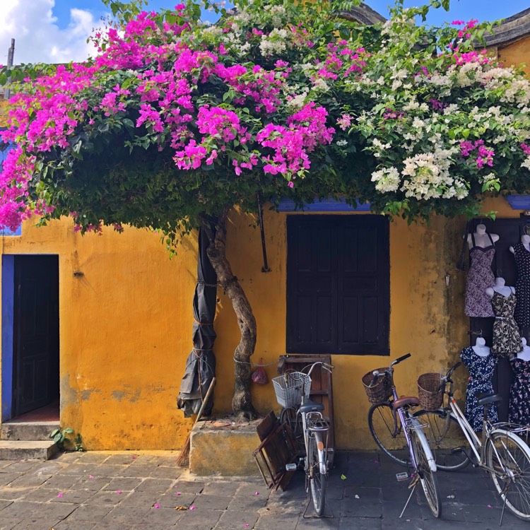 Plant image Bougainvillea