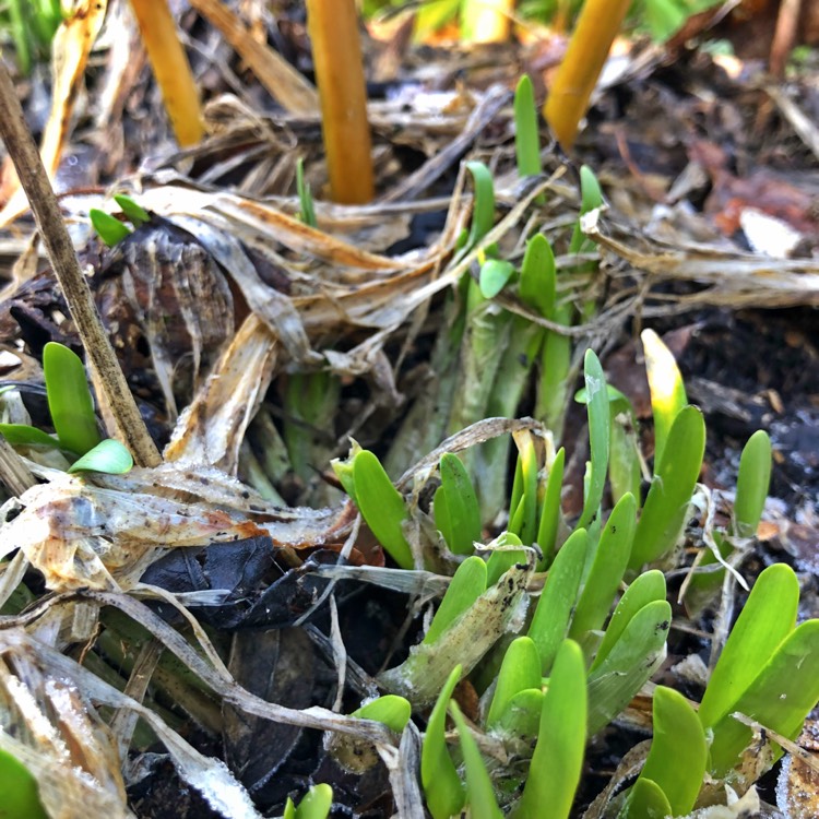 plant image 926012