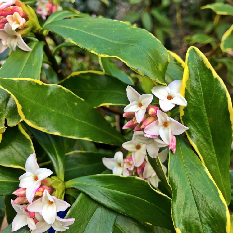 Plant image Daphne odora