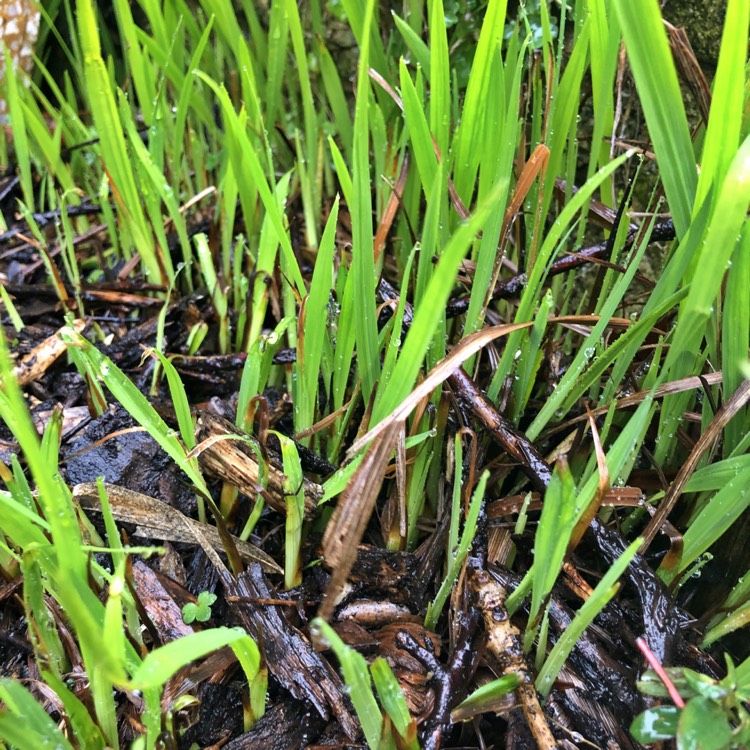 plant image 951714 plant image 951714