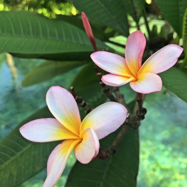 Plumeria