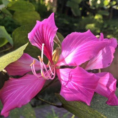 Bauhinia Purpurea (Phanera purpurea)