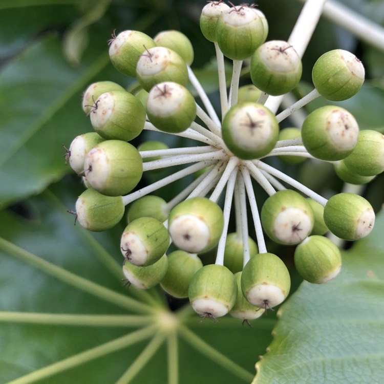 Plant image Fatsia japonica  syn. Aralia japonica