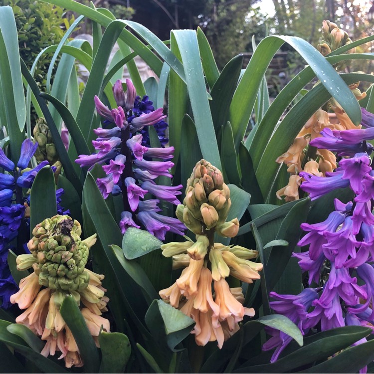 plant image 968751