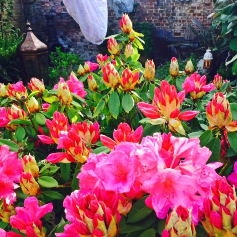 Plant image Rhododendron 'Markeeta's Prize'