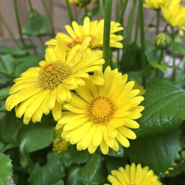 Doronicum orientale