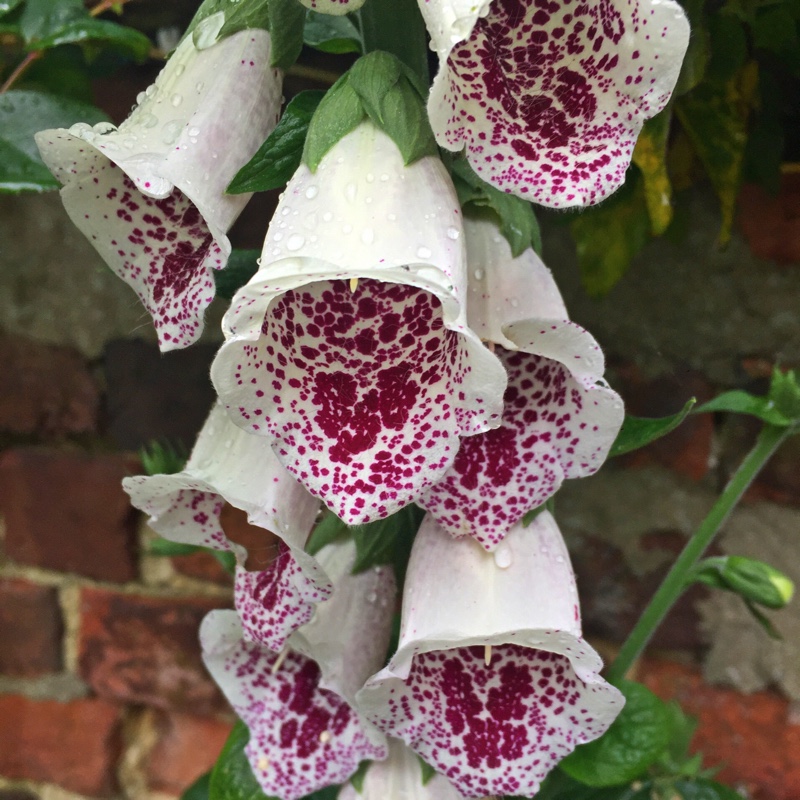 plant image 98810