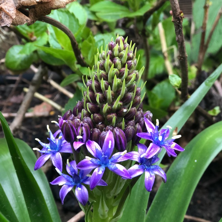 plant image 993659