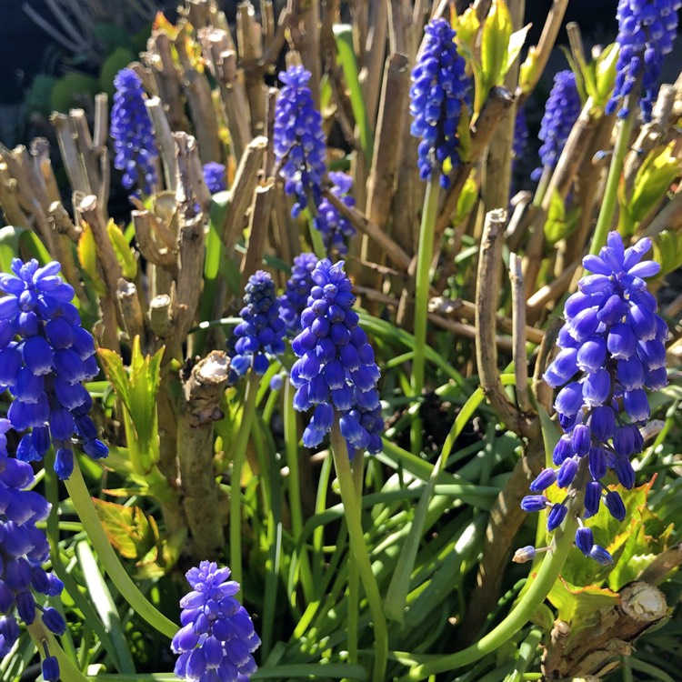 Plant image Muscari