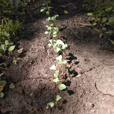 Radish 'Cherry Belle'