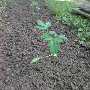 Tomato 'Red Beefsteak'