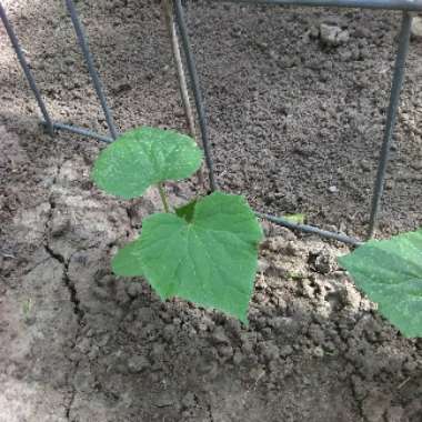 Mouse Melon