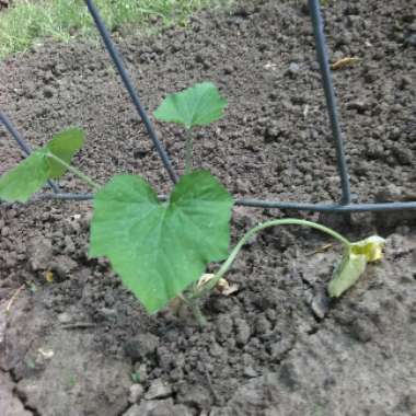 Zucchini 'Black Magic'