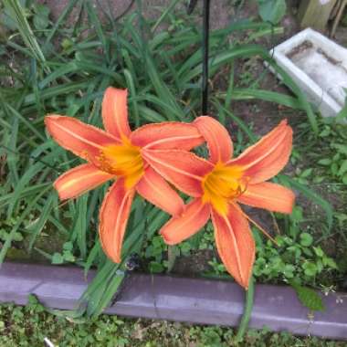 Dan's garden