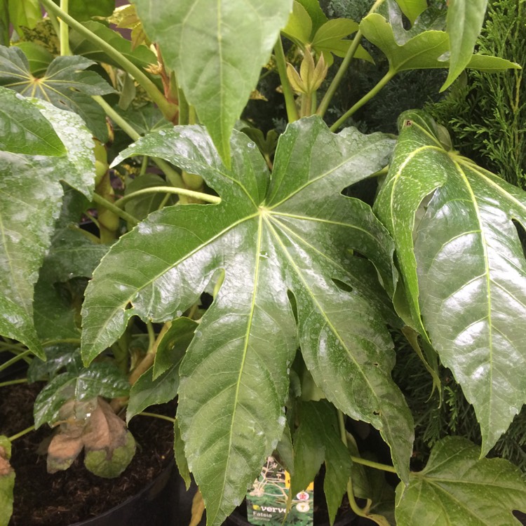 Plant image Fatsia japonica 'Variegata'