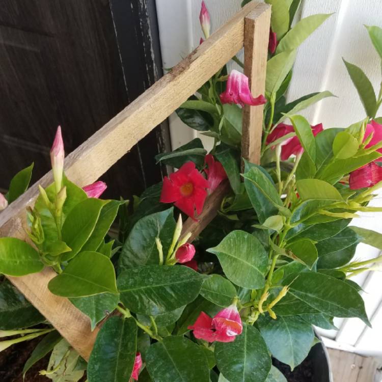 Plant image Mandevilla sanderi 'Firestorm'