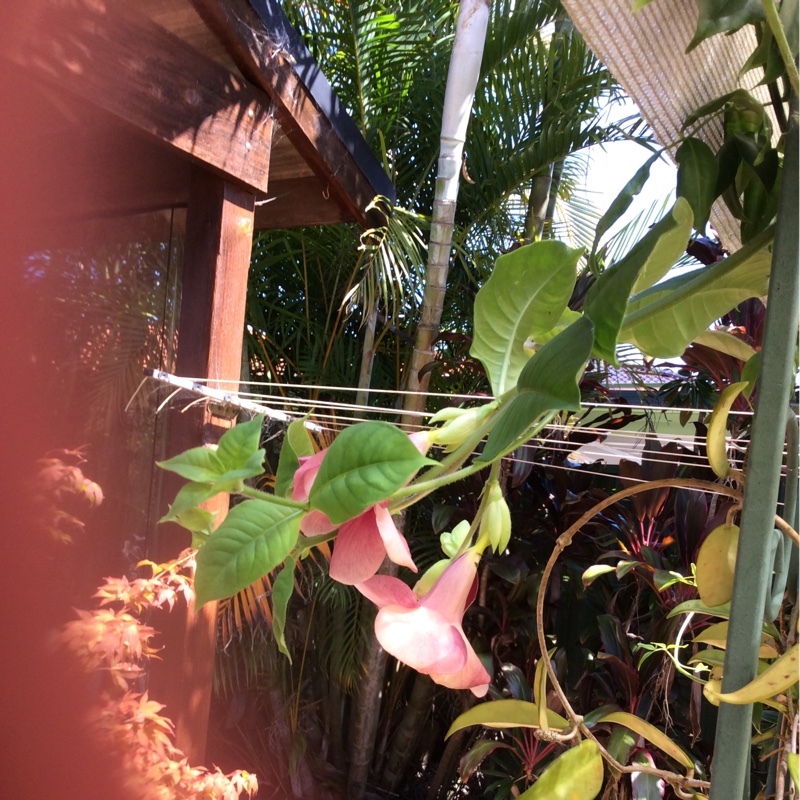 Sharon's garden