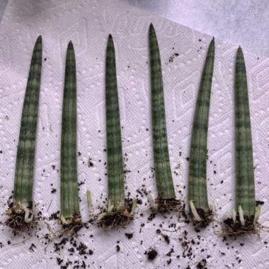 Sansevieria cylindrica