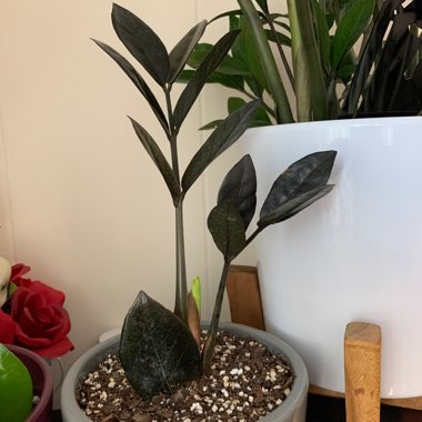 Zamioculcas zamiifolia 'Raven'