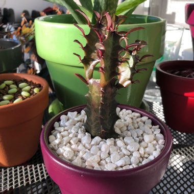 Euphorbia trigona 'Royal Red'