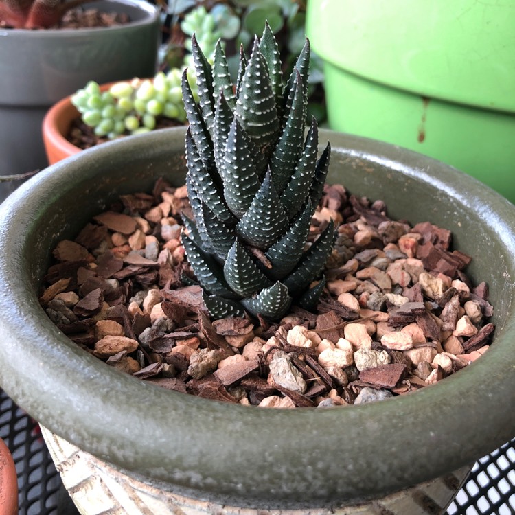 Plant image Haworthiopsis coarctata var. coarctata syn. Haworthia coarctata, Haworthia resendeana