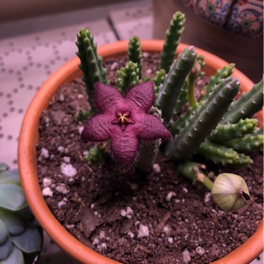 Stapelia scitula
