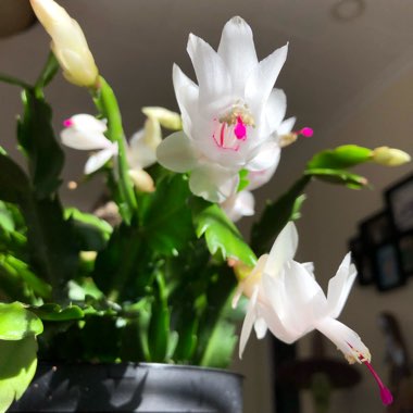 Schlumbergera truncata