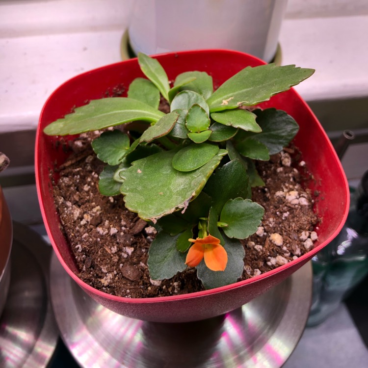 Plant image Kalanchoe blossfeldiana 'orange'