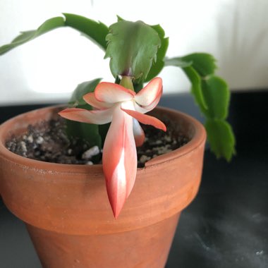 Schlumbergera truncata