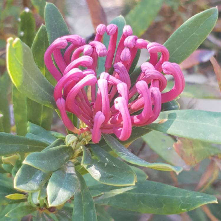 Plant image Telopea speciosissima