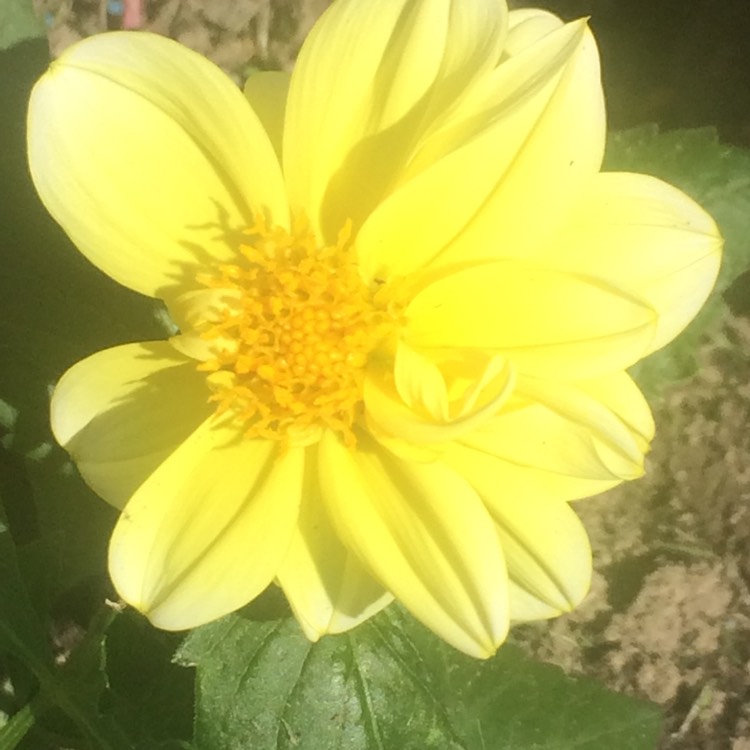 Plant image Dahlia 'Yellow Bird'