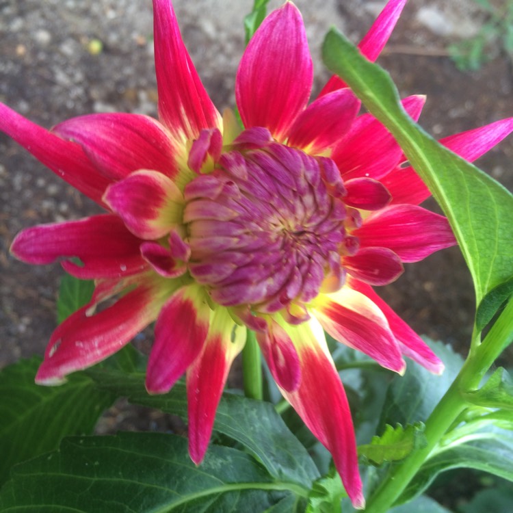 Plant image Dahlia 'Tahiti Sunrise'