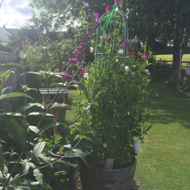 Nigel's garden
