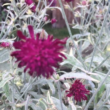 Nigel's garden