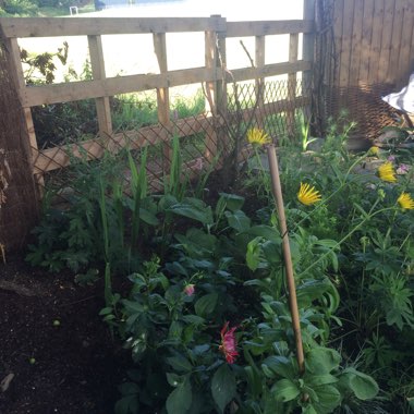 Nigel's garden