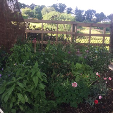 Nigel's garden