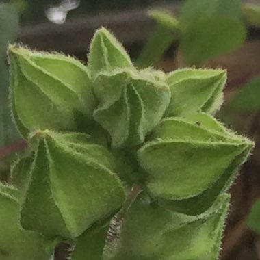 Nigel's garden