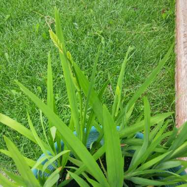 Dan's garden
