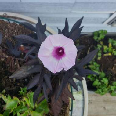 Dan's garden