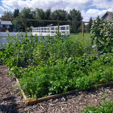 Dan's garden