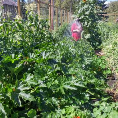 Dan's garden