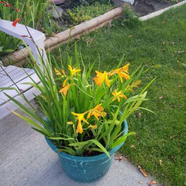 Dan's garden
